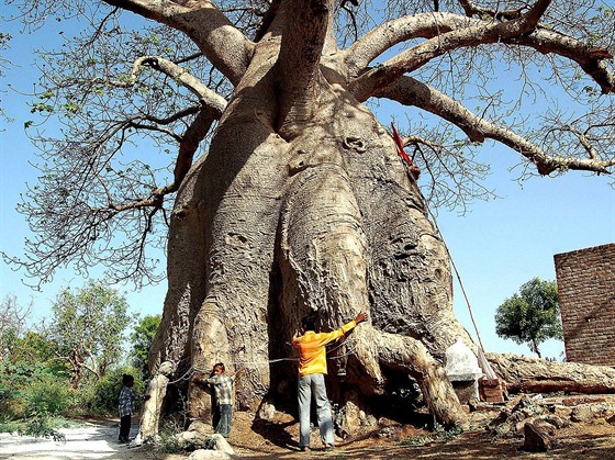 Baobaby rostou do enormních velikostí, šířka těch největších se vyrovná délce...