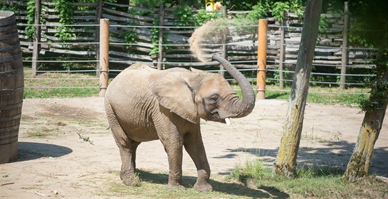 Samice slona afrického Zola by měla malé slůně přivést na svět ještě v červnu.