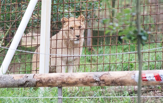 Lvi mají ve Zděchově výběh, který je ohrazený plotem.