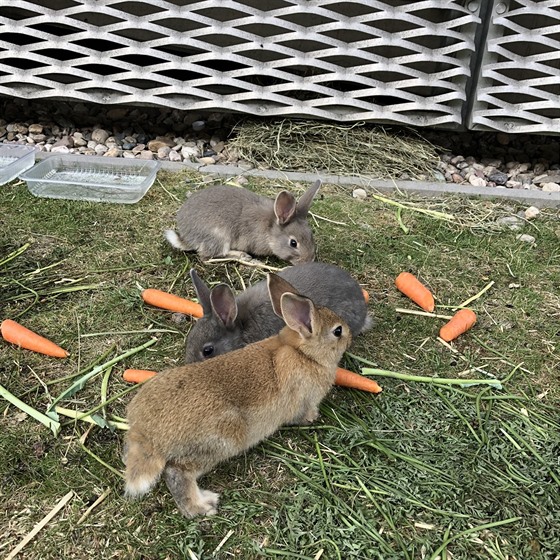 U obchodního domu Černý Most někdo krmí králíky. (31.5.2018)