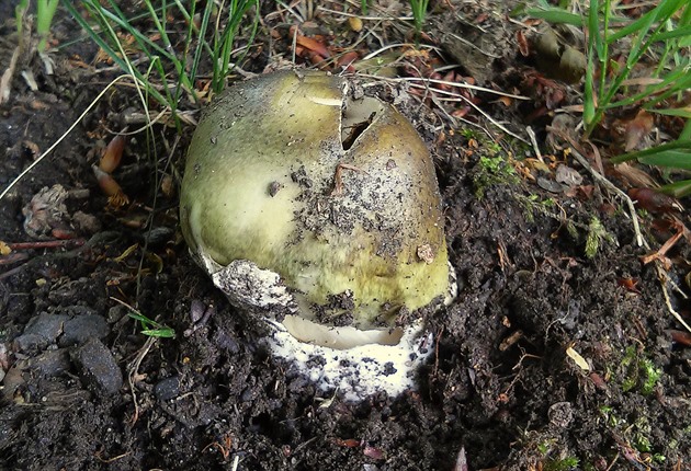 Smrteln� jedovatá muchom�rka zelená.