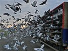 V nedli rno v Krajkov-Kvtn chovatel vypustili 32 tisc potovnch holub...