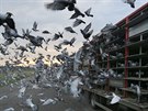 V neděli ráno v Krajkové-Květné chovatelé vypustili 32 tisíc poštovních holubů...