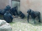 Jak si ostatní gorily hlídaly Kambu v zázemí.