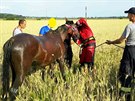 Jihomoravt hasii vyproovali kon. K jeho zchran pouili i jeb (16....