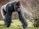 Gorilí samec Richard ve venkovním výbhu