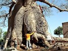 Baobaby rostou do enormních velikostí, íka tch nejvtích se vyrovná délce...