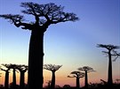 Baobaby vypadají, jako by rostli obráceně. Jejich větve připomínají zkroucené...
