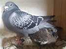 Na fotografi je mld holuba hivne nalezenho v Jihlav, s jeho adoptivn...