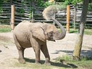 Samice slona afrického Zola by mla malé sln pivést na svt jet v ervnu.