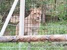Lvi mají ve Zděchově výběh, který je ohrazený plotem.