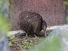 Kivi hndý, nelétavého novozélandského opeence chová zlínská zoo jako první v...