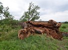 Vce ne sedm set let star Lomansk dub nedaleko Plas na Plzesku padl v ter...