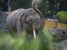 Sloní samec Maxim je novým obyvatelem ostravské zoo.