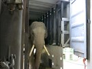 Sloní samec Maxim je novým obyvatelem ostravské zoo. Do Ostravy jej dopravili...