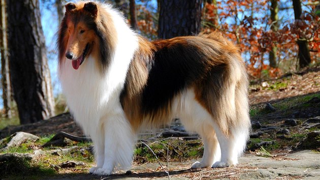 Americká kolie se stala inspirací ke vzniku legendární Lassie.