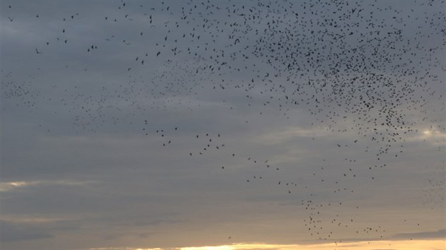 V nedli rno v Krajkov-Kvtn chovatel vypustili 32 tisc potovnch holub v rmci Katovickho memorilu (10. ervna 2018).