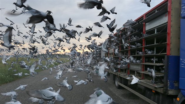 V nedli rno v Krajkov-Kvtn chovatel vypustili 32 tisc potovnch holub v rmci Katovickho memorilu (10. ervna 2018).