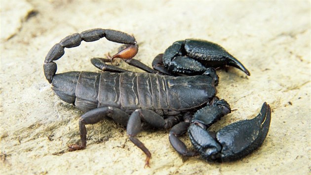 Jed škorpionů je vůbec nejdražší tekutinou světa.