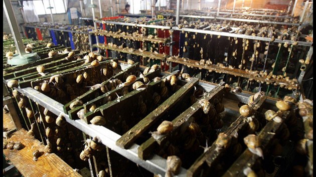 ne farma Dominiqua a Sylvie Pierruovch ped deseti lety pi 60 tiscovkch nek vyprodukovala ron 200 kilogram vajek.