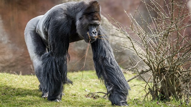 Gorilí samec Richard ve venkovním výběhu