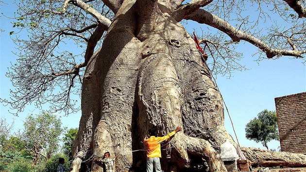 Baobaby rostou do enormních velikostí, šířka těch největších se vyrovná délce autobusu.
