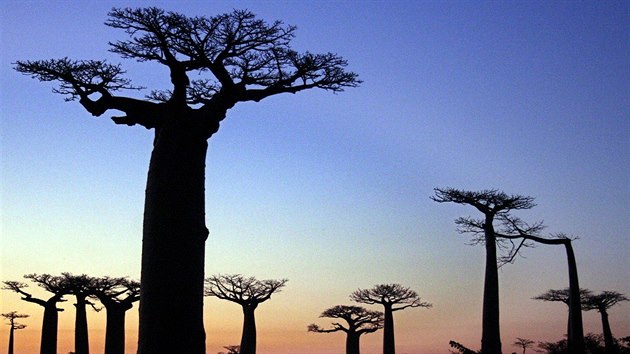 Baobaby vypadaj, jako by rostli obrcen. Jejich vtve pipomnaj zkroucen koeny.
