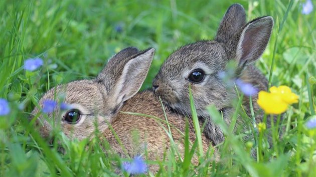 Do stanice letos zavítal vzácný přírůstek, dvě mláďata králíka divokého z Třebíčska.