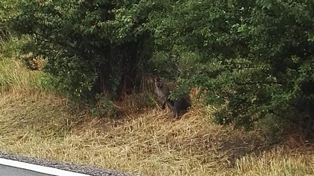 Fotka klokana Zuzaka je pozena pi nespnm odchytu v ter 12. ervna 2018 u Hradce Krlov.