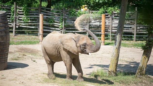 Samice slona afrického Zola by měla malé slůně přivést na svět ještě v červnu.