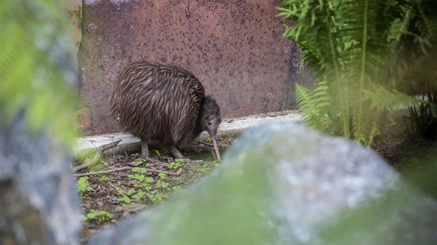 Kivi hnd, neltavho novozlandskho opeence chov zlnsk zoo jako prvn v esku.