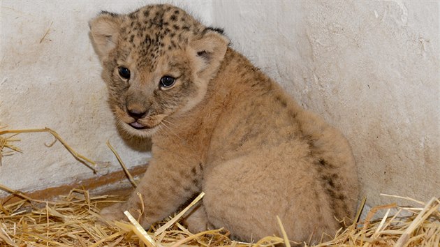 Olomouck zoologick zahrada ukzala nov fotografie nyn nkolikatdennho mldte lva berberskho, kter se zde narodilo v polovin kvtna.