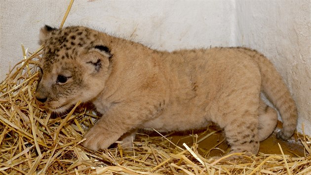 Olomouck zoologick zahrada ukzala nov fotografie nyn nkolikatdennho mldte lva berberskho, kter se zde narodilo v polovin kvtna.