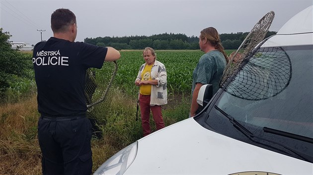 Strnci, policist a dobrovolnci u Hradce Krlov odchytvaj uprchlho klokana (12.6.2018).