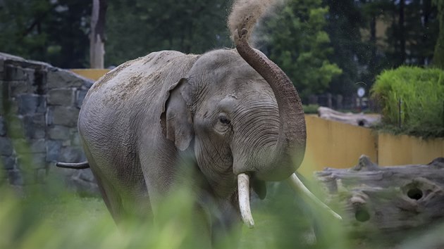 Sloní samec Maxim je novým obyvatelem ostravské zoo.