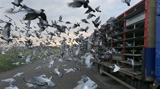 V nedli ráno v Krajkové-Kvtné chovatelé vypustili 32 tisíc potovních holub...