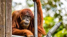 Orangutanka Puan zemela ve vku 62 let.