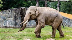 Sloní samec Maxim je novým obyvatelem ostravské zoo.