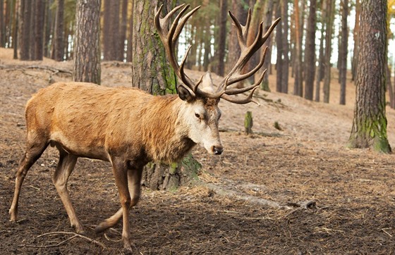 Přemnožení jeleni decimují skotské lesy.