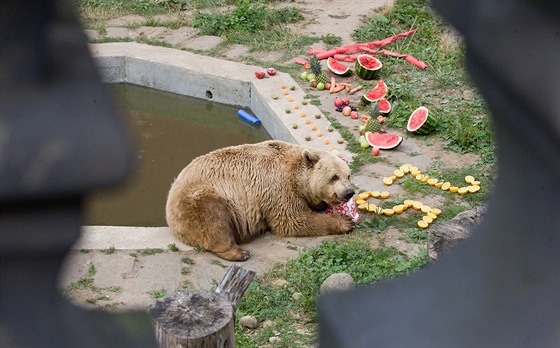 Medvěd slaví narozeniny.