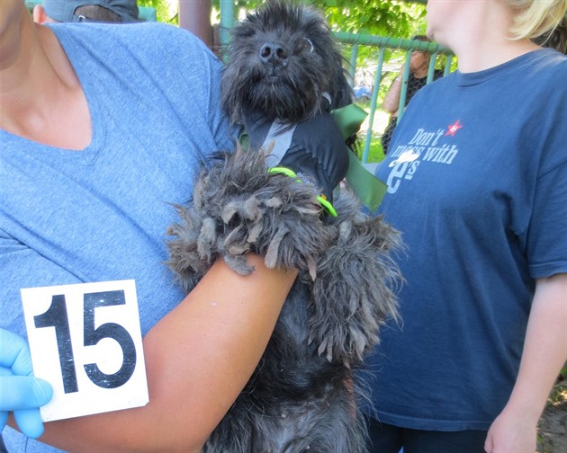 Chovatelce ve Vlkovicích odebrali pes padesát týraných ps (20. 6. 2018).
