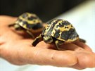 Brněnské zoo se podařil už druhý úspěšný odchov kriticky ohrožené želvy...