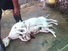 Video jen pro silné povahy: V Kambodi je stále normální vait psí maso