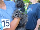 Chovatelce ve Vlkovicích odebrali pes padesát týraných ps (20. 6. 2018).