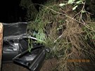 Pi dopravn nehod na Tachovsku se smrteln zranil osmadvacetilet...