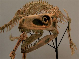 Rekonstruovaná kostra staurikosaura, menšího dravého dinosaura, jehož fosilie...