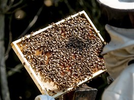 V jednom úlu jsou tisíce včel, které ročně vyrobí dvacet až padesát kilogramů...