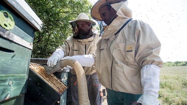Vyfukování včel je šetrná metoda, jak hmyz dostat pryč z pláství plných medu.