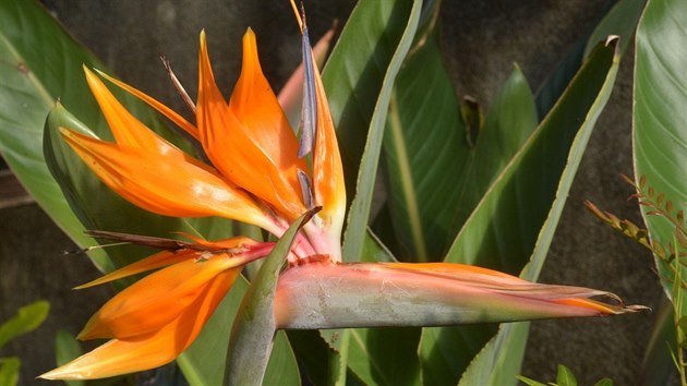 Strelicie se v českém květinářství vyjímají jako exkluzivní orchideje, zatímco na Madeiře je považují za plevel.