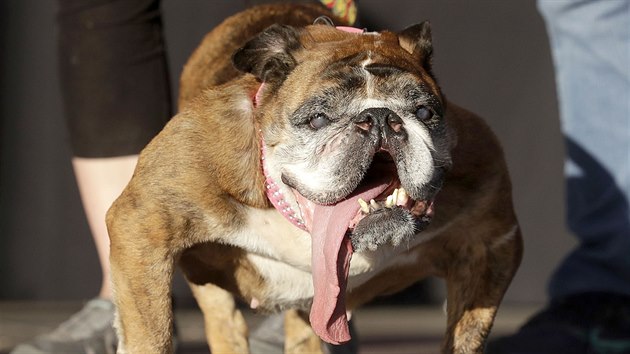 Titul nejošklivějšího psa letošního roku má právo nosit devítiletá fenka anglického buldoka Zsa Zsa.